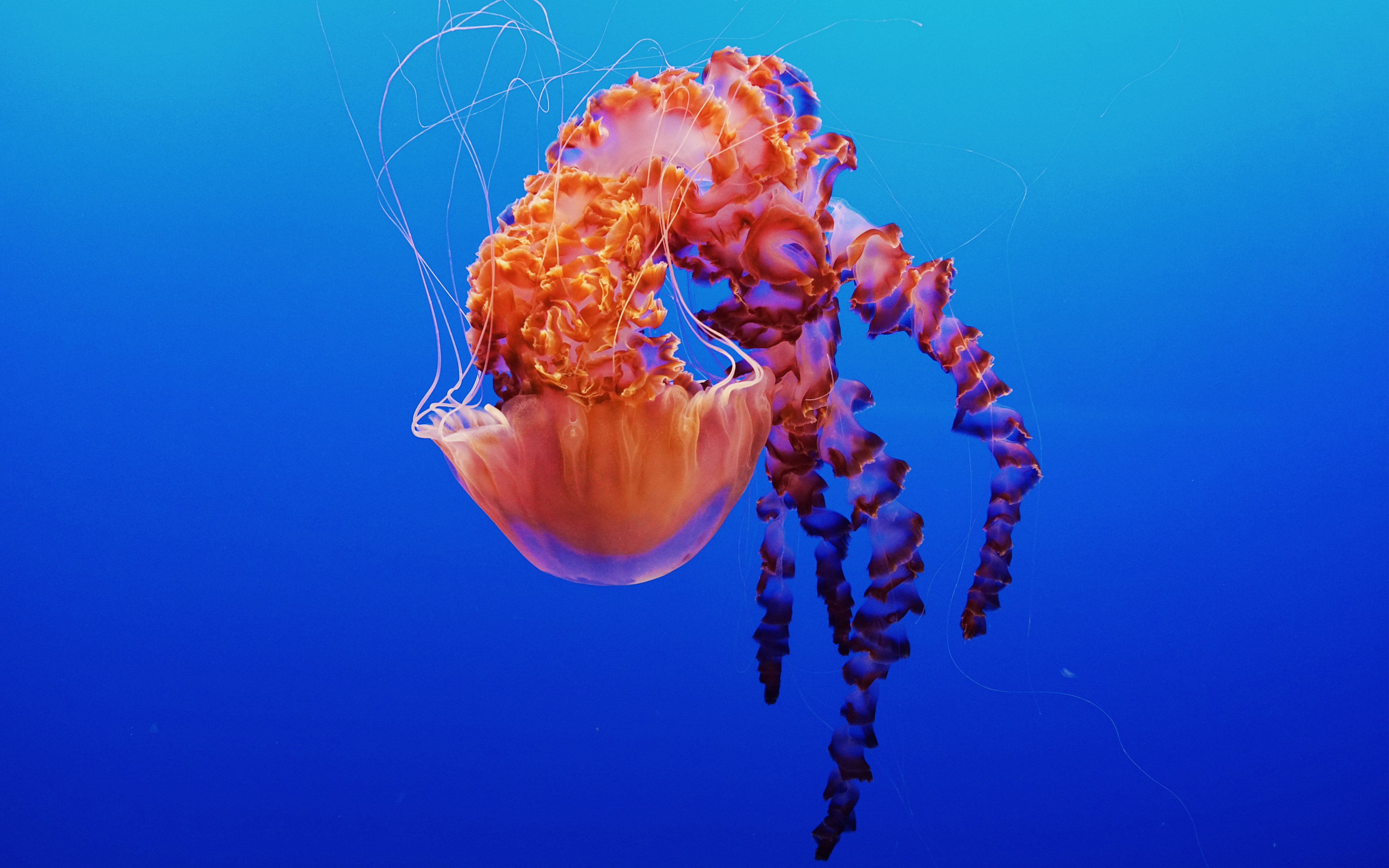 Jellyfish in Monterey Bay Aquarium 4K9847619566